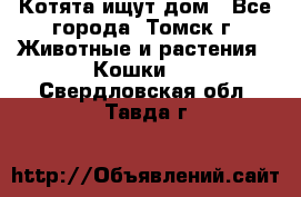 Котята ищут дом - Все города, Томск г. Животные и растения » Кошки   . Свердловская обл.,Тавда г.